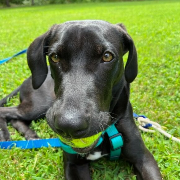 Five ⭐️ Seller - Fast Shipper! - Picture 8 of 15